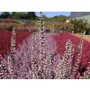 Calluna vulgaris Maggy (4)