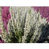 Calluna vulgaris Venus (2)