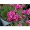 Trávnička přímořská 'Nifty Thrifty' - Armeria maritima 'Nifty Thrifty'
