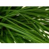 Ostřice ošimenská 'Greenwell' - Carex oshimensis 'Greenwell'