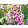 116896 1 plamenka latnata orchid yellow phlox paniculata orchid yellow