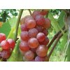 Réva vinná 'Somerset Seedless'
