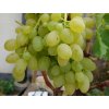 Réva vinná 'Remaily Seedless'