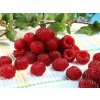 Rubus Raspberry Tower 7