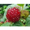 Rubus Raspberry Tower 1