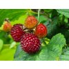 Rubus Raspberry Tower 4