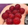 Rubus Raspberry Tower 3