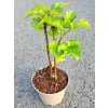 Malin�k 'Raspberry Tower' PBR (Balen� kontejner C2)