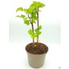 Malin�k 'Raspberry Tower' PBR (Balen� kontejner C2)