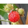 Malin�k �Raspberry Tower� PBR (Balen� kontejner C2)