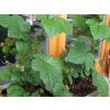 Malin�k �Raspberry Tower� PBR (Balen� kontejner C2)