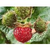 Malin�k �Raspberry Tower� PBR (Balen� kontejner C2)