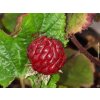 Malin�k �Raspberry Tower� PBR (Balen� kontejner C2)