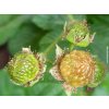 Malin�k �Raspberry Tower� PBR (Balen� kontejner C2)