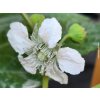 Malin�k �Raspberry Tower� PBR (Balen� kontejner C2)