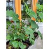 Malin�k �Raspberry Tower� PBR (Balen� kontejner C2)