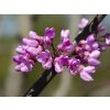 Cercis siliquastrum 452x500 proportionalsmallest