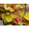 Cercis Eternal Flame