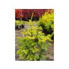Jedle kavkazská 'Aurea'  Abies nordmanniana 'Aurea'