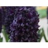 Hyacint 'Midnight Sky' (Balení cibule 17/18 - 5 ks)