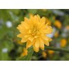 Z�kula japonsk� �Pleniflora� (Balen� kontejner C2)