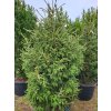 Picea orientalis Gracilis Compacta