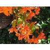 pendula orange 3
