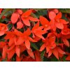 Begonie Bertinii 'Boliviensis Orange'