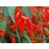 Begonie Bertinii 'Santa Cruz'