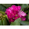 Rhododenron Be�ov (2)