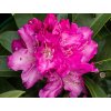 Rhododenron Be�ov (1)