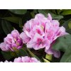 Rhododendron Lib�n