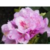 Rhododendron Libín2