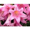 Amarylis 'Belladonna'