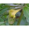Arisaema flavum