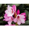 Rhododendron Danuta (2)