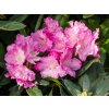 Rhododendron Sto�ec (2)