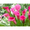 Calla Lily Wild Salmon 2