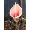 amorphophallus bulbifer