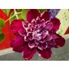 Clematis Birthday Girl