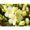 Rhododendron Wren (2)
