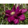 Clematis 'Jan III Sobieski'