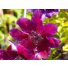 Clematis My Beauty (1)