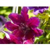 Clematis My Beauty (2)