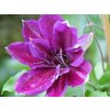 Clematis �My Beauty � nagyviragu korai viragzasu klematisz florapont