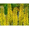Kniphofia 'Sunningdale Yellow'