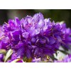 Rhododendron Gletchernacht (2)