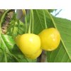 Třešeň 'Dönissenova Yellow'