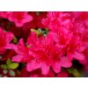 Japonská azalka 'Conny'