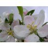 Jabloň 'Rajka'  Malus domestica 'Rajka'